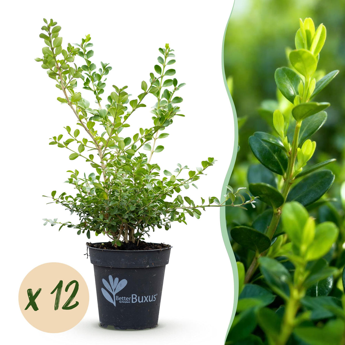 Green boutiQ - Buxus Hæk - BetterBuxus Babylon Beauty - Modstandsdygtig mod Buxus-svamp - 12 planter - 2 løbende meter - potte 13cm højde 30-35