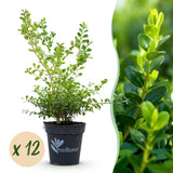 Green boutiQ - Buxus Hæk - BetterBuxus Babylon Beauty - Modstandsdygtig mod Buxus-svamp - 12 planter - 2 løbende meter - potte 13cm højde 30-35