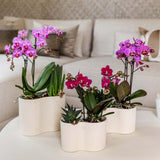 Kolibri Orchids | Paarse phalaenopsis orchidee potmaat Ø9cm | Chamonix | bloeiende kamerplant - vers van de kweker