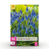 Green boutiQ - Bloembollen - Muscari Armeniacum - Kleur Blauw - 50 stuks - Bolmaat 8/9 - XXL Pack