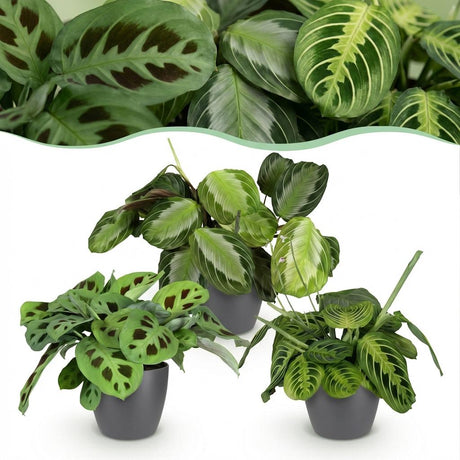 Green boutiQ - Kamerplant - Marantha Silverband, Marantha Lemon Lime Marantha Kerchoveana - Gebedsplant - Huisdiervriendelijke Plant - Groen - 3 Planten - met Potter Grijs - Pot 12cm - Hoogte 25cm