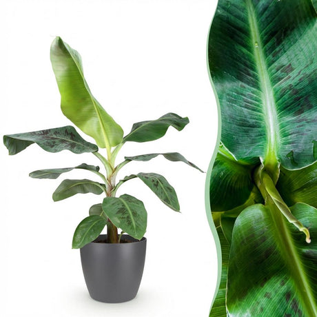 Green BoutiQ - Kamerplanten - Musa acuminata Dwarf Cavendisch - Bananenplant - Weinig onderhoud - Groen - 1 Plant - met Potter Grijs - Pot 21cm - Hoogte 70-75cm