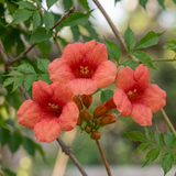 Bignone de Virginie - lot de 2 plants - pot Ø9 cm