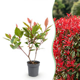 Kit haie Photinia nain Little Red Robin - H 25-35 cm, pot Ø9 cm