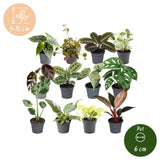 Box surprise baby plantes tropicales - lot de 12 mini plantes