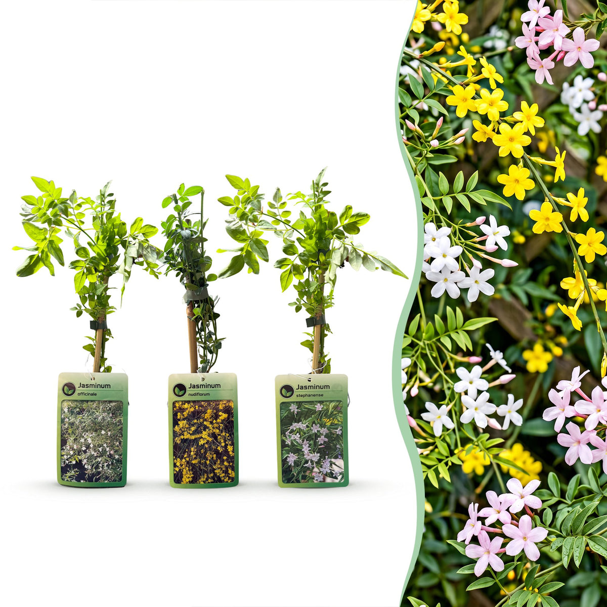 Jasmins grimpants en mélange - Jasminum - H 35 cm, pot Ø9 cm - photo 8