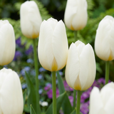 Tulipe triomphe blanche - 120 bulbes