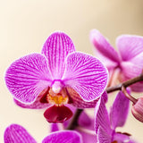 Kolibri Orchids - Surprise box mix - planten eenkleurig voordeel box - verrassingsbox met 2 orchideeën Ø9cm - vers van de kweker