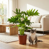 Green boutiQ - Kamerplant - Philodendron - Philodendron Lickety split - Groen - Weinig onderhoud - 1 Plant - met Mand - Pot 19cm - Hoogte 70cm