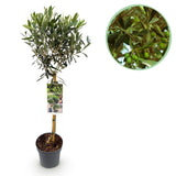 Green boutiQ - Tuinplant - Olea Europaea - Plant op stam - Terras Plant - Bladhoudend - Weinig Onderhoud - Pot 19cm Hoogte 90cm