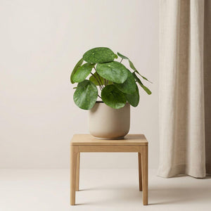 Pilea artificiel h25cm pot inclus