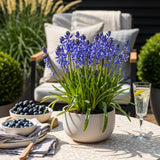 Green boutiQ - Bloembollen - Hyacinthoides non Scripta - Kleur Blauw - 20 stuks - Bolmaat 7/8 - XXL Pack