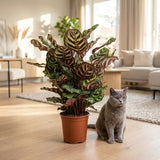 Green boutiQ - Kamerplant - Pauwenplant - Calathea Makoyana - Groen - Weinig onderhoud - 1 Plant - met Mand - Pot 19cm - Hoogte 70cm