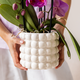 Orchidée Phalaenopsis blanche Mineral Amabilis - cache-pot Poppy blanc et boîte cadeau - H 40 cm, pot Ø9 cm