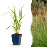 Molinie bleue Heidebraut - Molinia caerulea - H 15-25 cm, pot Ø11 cm