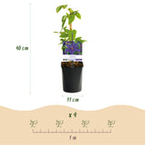 Green boutiQ - Klimplant - Clematis Mrs. N. Thompson - Bloem Roze - Weinig onderhoud -2 planten -  Pot 11cm Hoogte 40cm