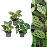 Baby plantes surprise - lot de 3 à 12 mini plantes tropicales - pot Ø6 cm - photo 7