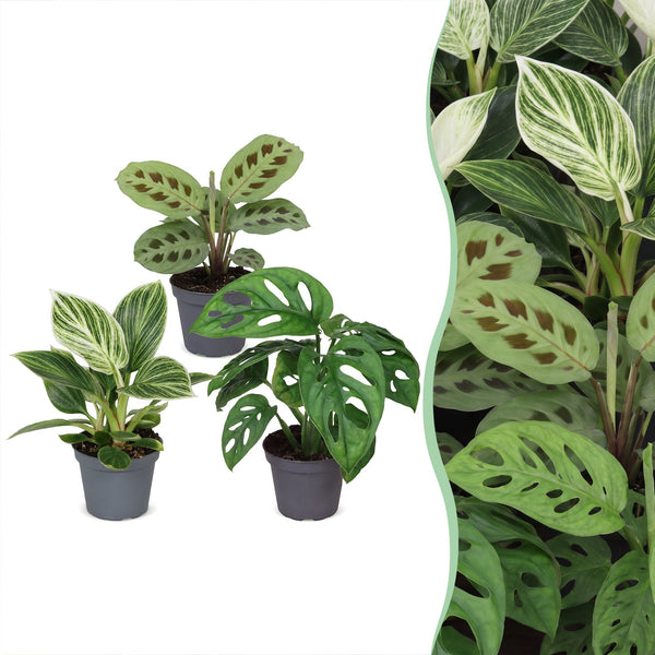 Baby plantes surprise - lot de 3 à 12 mini plantes tropicales - pot Ø6 cm - photo 7