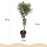 Green boutiQ - Tuinplant - Olea Europaea - Plant op stam - Terras Plant - Bladhoudend - Weinig Onderhoud - Pot 19cm Hoogte 90cm