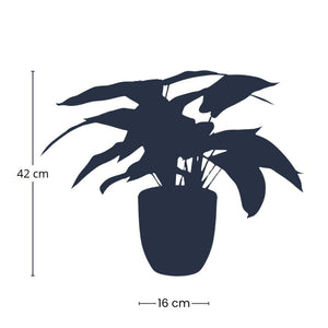 Calathea artificiel et pot h40cm