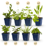 Green boutiQ - Borderpakket - Bijen en Vlinderlokkend - 24 Vaste planten - 3 m2 - Diversen kleuren - Weinig Onderhoud - Pot 11cm