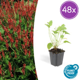 Persicaire amplexicaule en godet - Persicaria amplexicaulis - H 10-25 cm, pot Ø9 cm