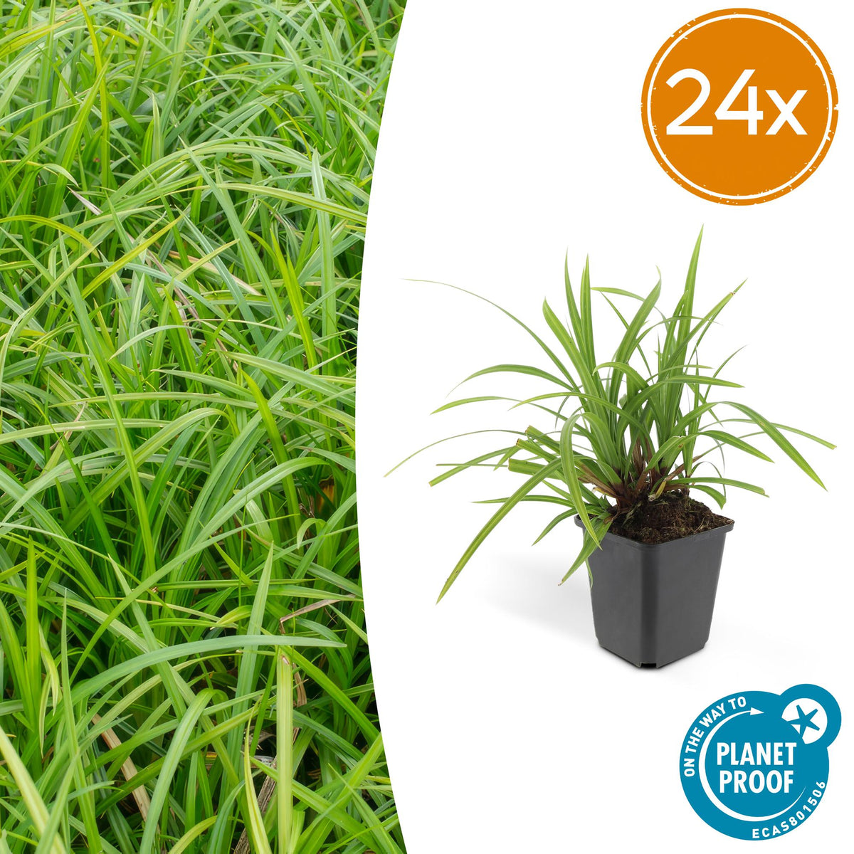 Laîche du Japon Irish Green en godet - Carex morrowii - H 10-25 cm, pot Ø9 cm - photo 7