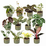 Box surprise baby plantes tropicales - lot de 12 mini plantes avec cache-pots Linnea olive