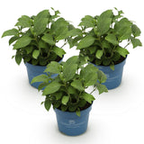 Green boutiQ - Haveeplante - Hydrangea Endless Summer Blå - Lyserød - Hvid - Hortensia - Vinterhård - Blå - Lyserød - Hvid - 3 Planter - Potte 14cm - Højde 20-25cm