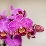 Orchidée Phalaenopsis rose-violet Mineral Vienna - cache-pot Gradience lilas et boîte cadeau - pot Ø9 cm