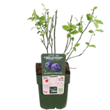 5x - Vaccinium corymbosum 'Reka' - ↨45cm - Ø13