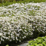 Aster ageratoides Ashvi en godet - Aster blanc - H 10-25 cm, pot Ø9 cm - photo 6