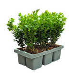 2 x 6-Pack Buxus NewGen Freedom – Winterharde Groenblijvende Struiken 12 x Ø7 cm - ↕15 cm | Compacte Buxus