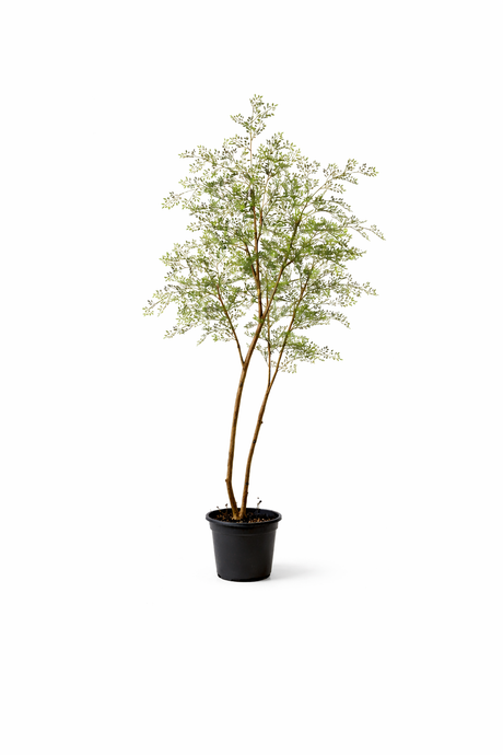 Cassia arbuste artificiel h180cm