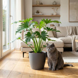 Green boutiQ - Kamerplant - Philodendron - Philodendron Lacerum - Groen - Weinig onderhoud - 1 Plant - met Mand - Pot 19cm - Hoogte 65cm