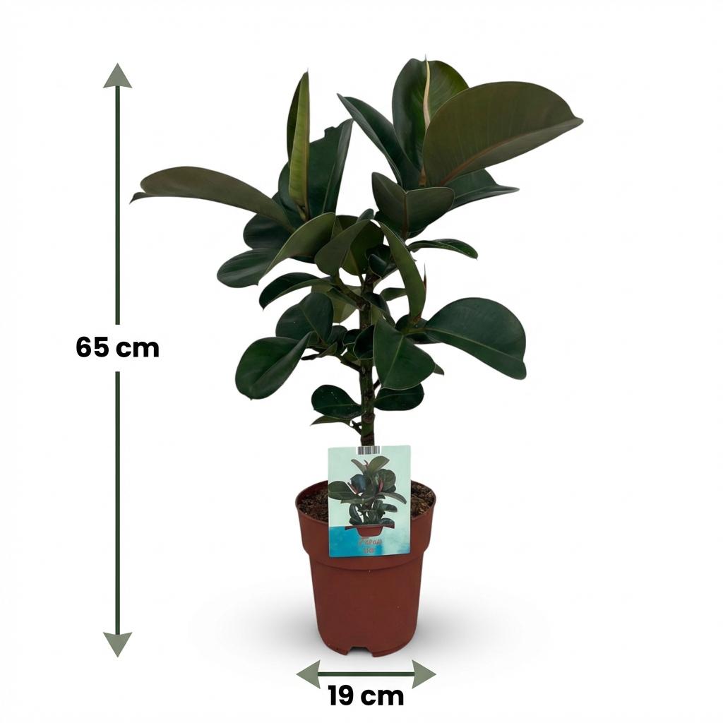 Green boutiQ - Kamerplant - Rubberplant - ficus Elastica Cloe - Groen - Weinig onderhoud - 1 Plant - Pot 19cm - Hoogte 65cm