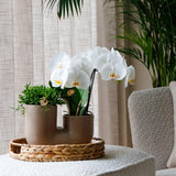 Kolibri Orchids | Set van witte orchidee Zürich en Succulent in Tube sierpot Sand - potmaat Ø9cm | bloeiende kamerplant - vers van de kweker