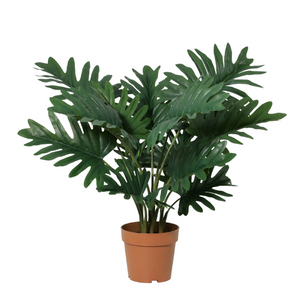 Philodendron Selloum h70cm