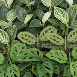 Baby plantes surprise - lot de 3 mini plantes tropicales