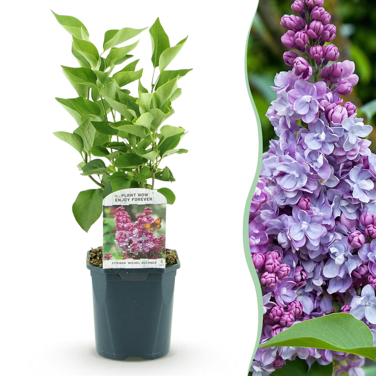 La Green Touch - Havreplante - Syringa vulgaris Michel Buchner - Almindelig Syren - Vinterhårdfør - Lyserød - 1 Plante - Potte 17cm - Højde 45cm