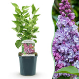 La Green Touch - Havreplante - Syringa vulgaris Michel Buchner - Almindelig Syren - Vinterhårdfør - Lyserød - 1 Plante - Potte 17cm - Højde 45cm
