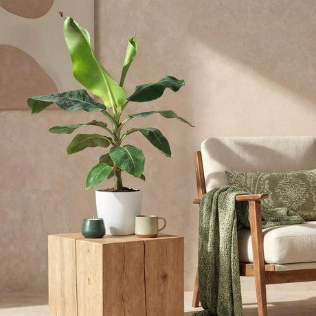 Green BoutiQ - Kamerplanten - Musa acuminata Dwarf Cavendisch - Bananenplant - Weinig onderhoud - Groen - 1 Plant - met Potter Grijs - Pot 21cm - Hoogte 70-75cm