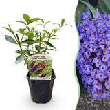 Green boutiQ - Vlinderstruik - Buddleja davidii Empire Blue- Bloem Blauw - 1 Plant - Bladverliezend - Vlinderlokkend -  Pot 17cm Hoogte 25cm