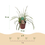 Green boutiQ - Siergrassen - Carex morrowii Ice Dance  - Wit & Groen - 2 Planten - Bladhoudend - Weinig Onderhoud - Pot 17cm Hoogte 50cm