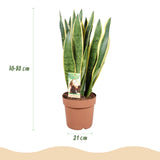 Green BoutiQ - Kamerplanten - Sansevieria Laurentii - Vrouwentong - Weinig onderhoud - Groen - 1 Plant - met Potter Grijs - Pot 21cm - Hoogte 70-80cm