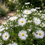 Aster nain blanc Schneekissen - H 15-25 cm, pot Ø11 cm