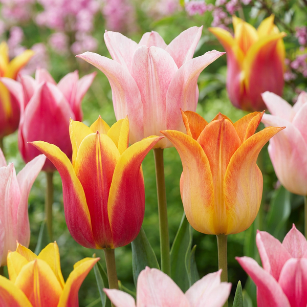 Tulipe fleur de lis Ballade en mélange - calibre 11/12