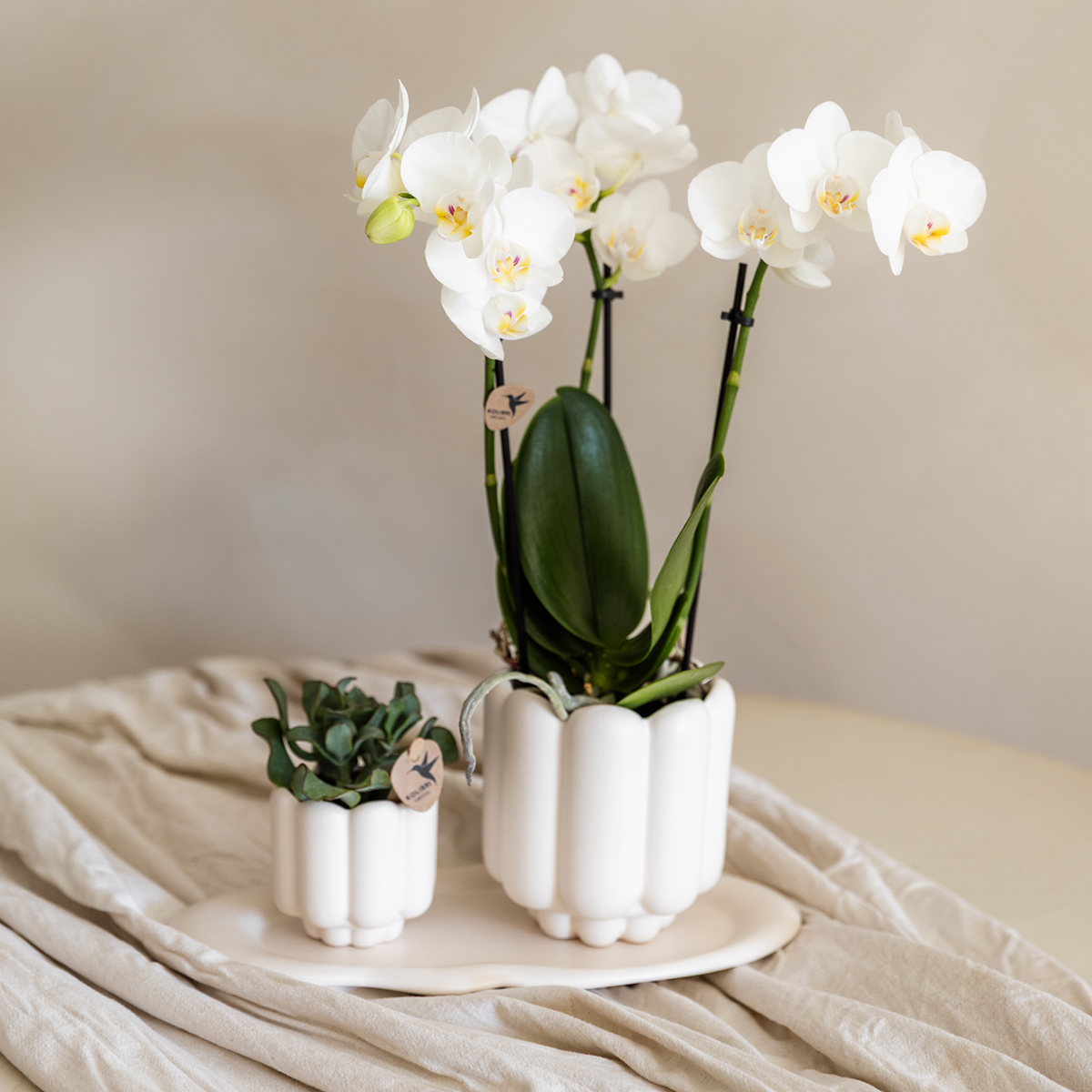 Kolibri Orchids | Giftset Retro White | Witte Gibraltar orchidee Ø9cm + groene plant Ø6cm – incl. sierpotten & wit dienblad – vers van de kweker