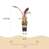 Bananier rouge d'Abyssinie Maurelii - H 50 cm, pot Ø15 cm