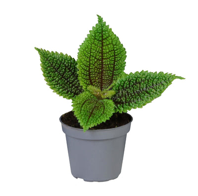 Mini Pilea Moon Valley - Pilea involucrata - H 12 cm, pot Ø6 cm